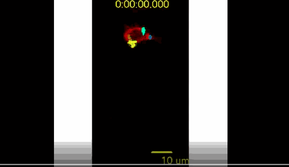 Designing an algorithm to track dynamic subcellular signaling in optogenetics